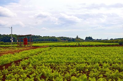 Scenic view of vineyard against sky