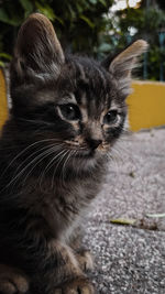 Close-up portrait of a cat