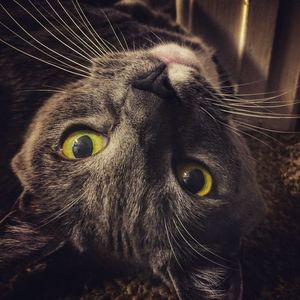 Close-up portrait of cat