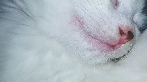 Extreme close-up of cat