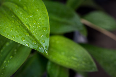 Close-up of wet leaves