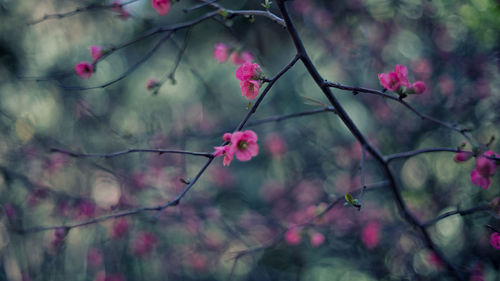 Close-up of pink flower on tree