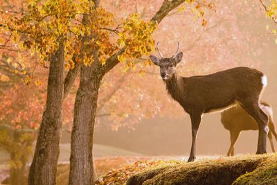 Deer standing in forest during autumn