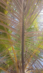 Close-up of palm tree leaves in forest