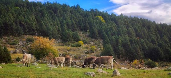 Horses grazing in a field