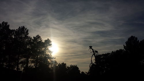 Silhouette trees against sky during sunset