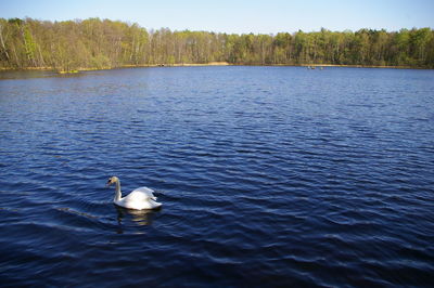 Swan swimming on lake