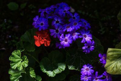 Close-up of purple flowering plants