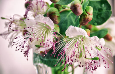 Close-up of pink flowers blooming outdoors