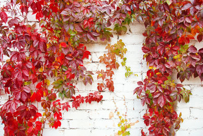 Ivy growing on wall