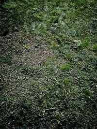 High angle view of grass growing on land