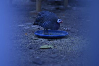 Close-up of pigeon perching on footpath