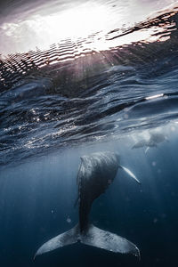 Close-up of swimming in sea