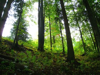 Trees in forest