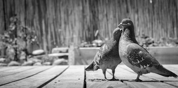 Close-up of bird perching on footpath