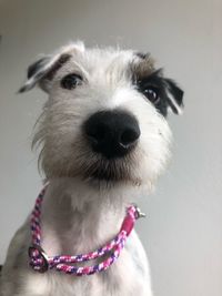 Close-up portrait of dog sticking out tongue