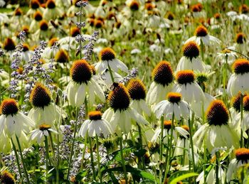 Close-up of sunflowers on field