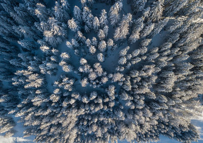 Full frame shot of frozen tree against sky