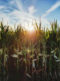 Crops growing on field against sky