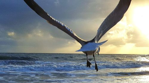 Bird flying over sea against sky during sunset