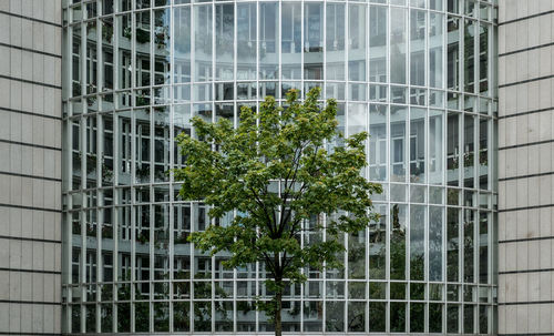 Tree against modern building