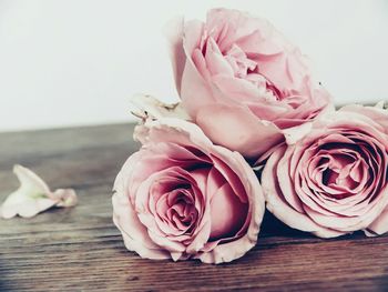 Close-up of pink roses