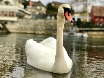 Close-up of swan in lake