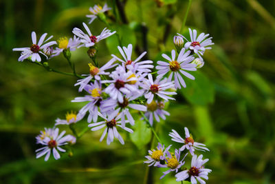 Close-up of flowers