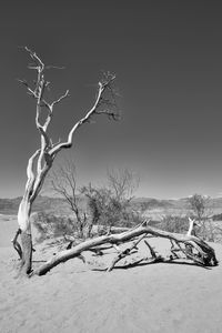 Bare tree on snow covered landscape