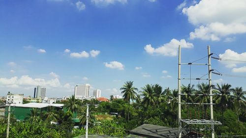 Plants growing by building against sky