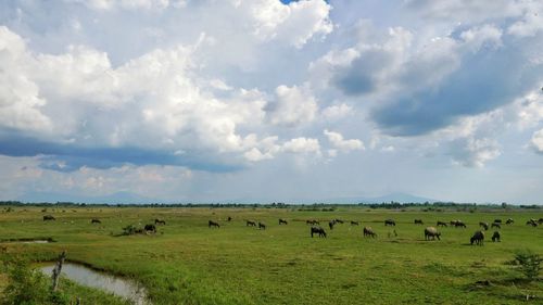 Flock of sheep in a field