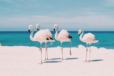 View of seagulls on beach