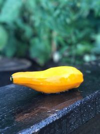 Close-up of wet orange fruit