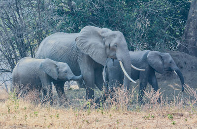 Elephant in a field