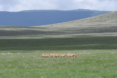 Side view of mammals walking on land