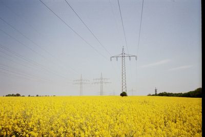 View of yellow flowers on field against sky