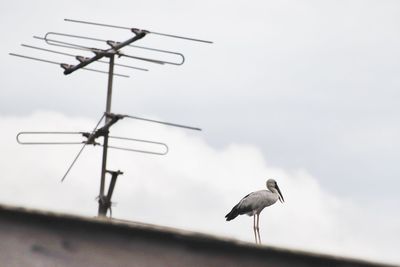 Low angle view of bird perching on a pole