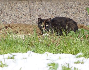 Portrait of cat on grass