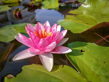 Close-up of lotus water lily in lake