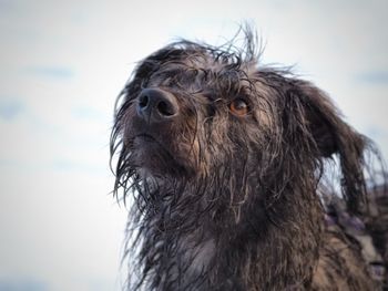 Close-up of dog