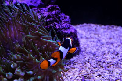 View of fish swimming in sea