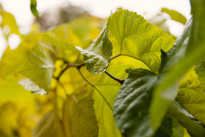 Close-up of fresh green plant