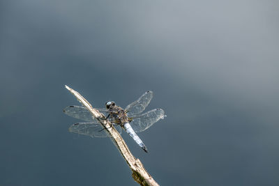 Low angle view of dragonfly against sky