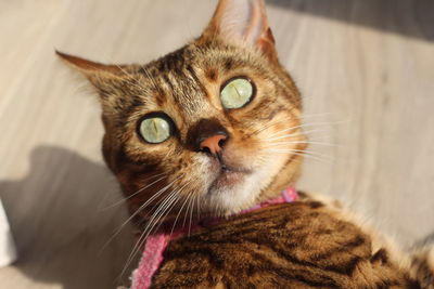 Close-up portrait of a cat