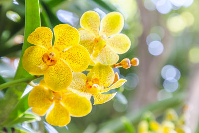 Close-up of yellow flowering plant