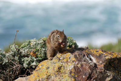 View of an animal sitting on rock