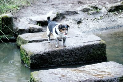 Dog on rock by water