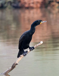 Bird perching on a lake