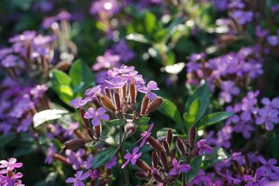 Close-up of pink flowering plant