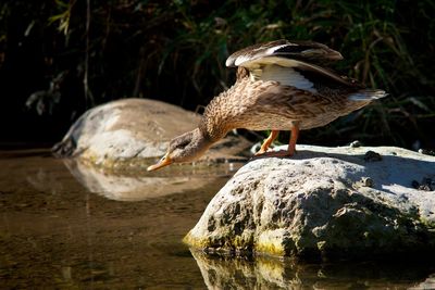 Bird in water